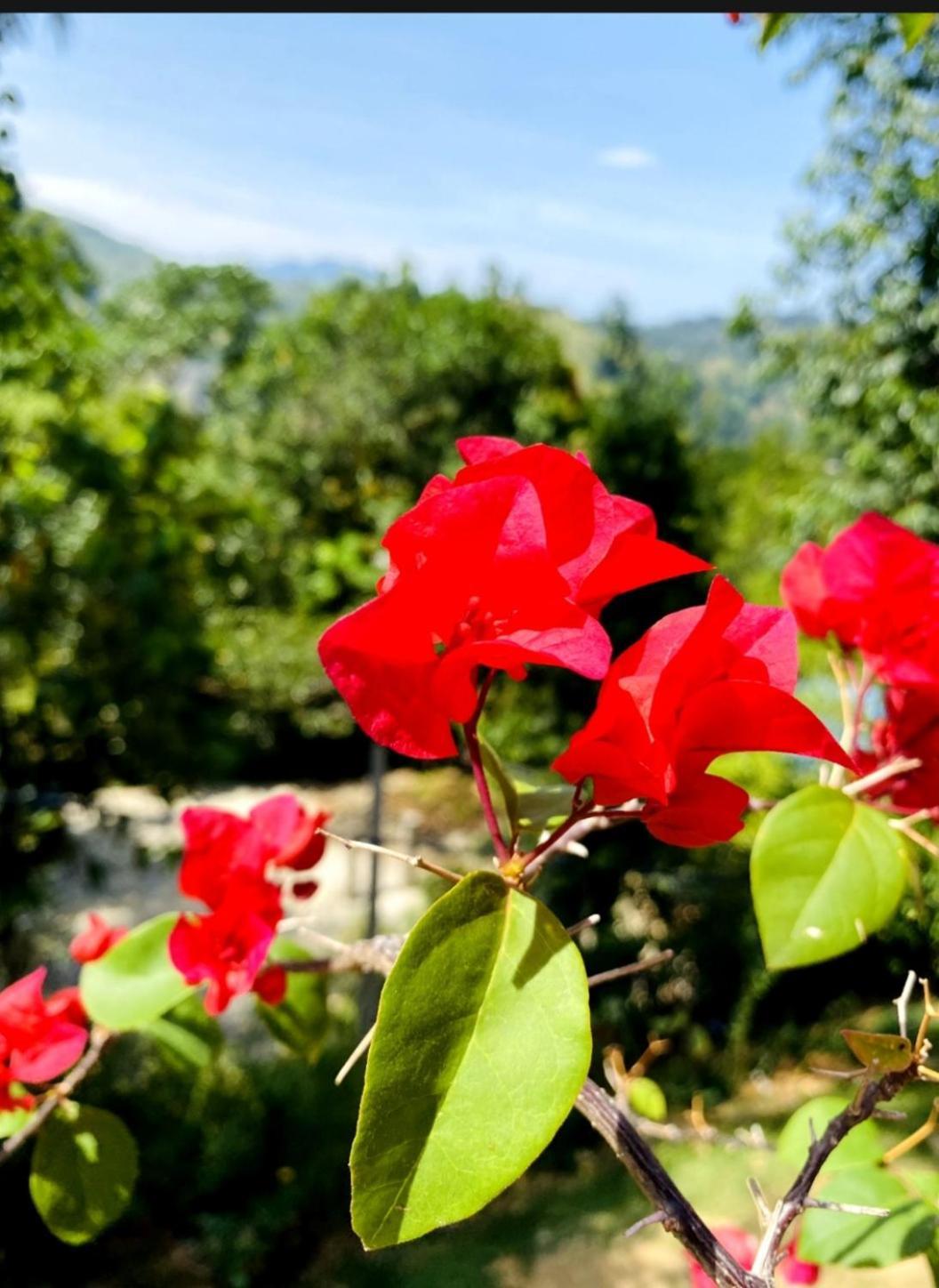 Готель Blissful Haven Елла Екстер'єр фото